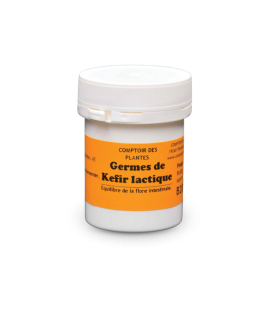 Germes de Kefir lactique
