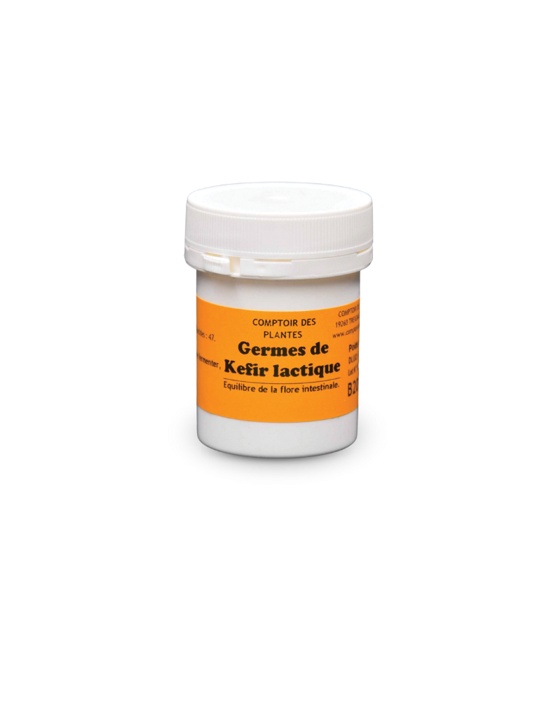Germes de Kefir lactique