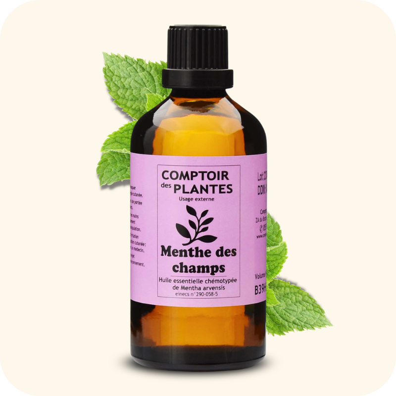 Menthe des champs