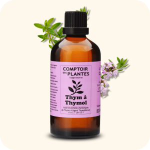 Thym à thymol