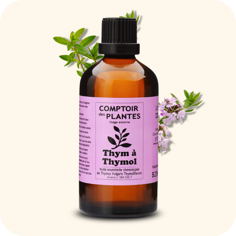Thym à thymol