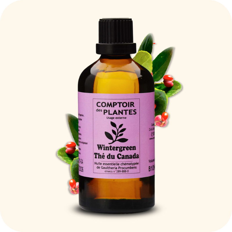 Wintergreen du canada