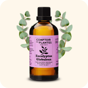 Eucalyptus globuleux