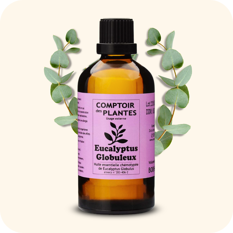 Eucalyptus globuleux