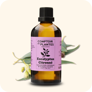Eucalyptus citronné